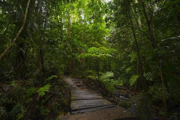 Floresta Tropical Ásia — Fotografia de Stock