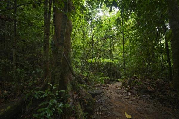 Floresta Tropical Ásia — Fotografia de Stock