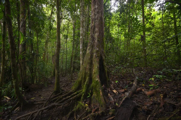 Tropischer Regenwald Asien — Stockfoto