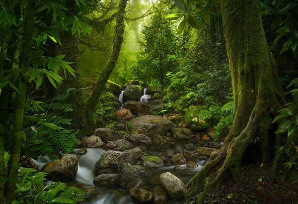 Tropischer Regenwald Asien — Stockfoto