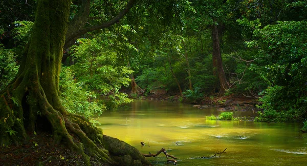 Asya Tropikal Yağmur Ormanları — Stok fotoğraf