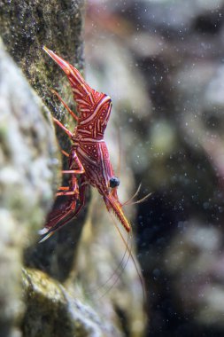 Su deniz tank Tayland Deniz Müzesi'nde kayada küçük karides.