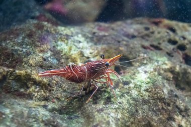 Su deniz tank Tayland Deniz Müzesi'nde kayada küçük karides.