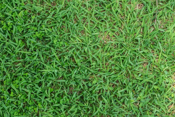 Grasgrün Blatt Hintergrund Sonnigem Tag — Stockfoto
