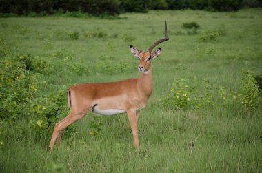 Endangered impala with damaged horns