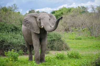 African elephant walking in the savannah clipart