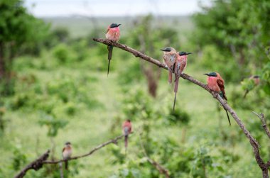 African colorful wildbee-eaters in Chobe national park