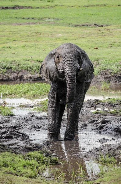 Verspieltes Afrikanisches Elefantenjunges — Stockfoto