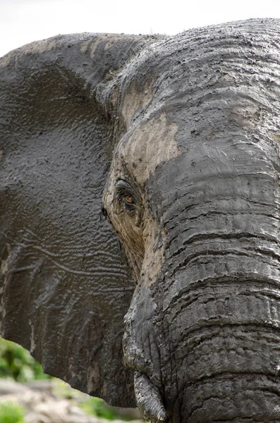 Closeup of an african elephant head