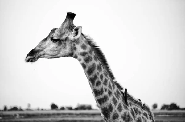 African Giraffe Black White Portrait — Stockfoto