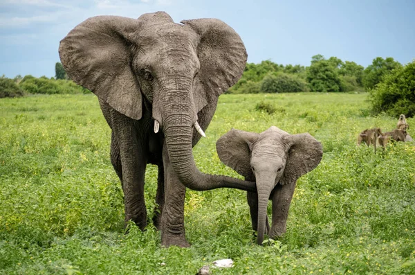 African Elephant Mother Child — Stock Photo, Image