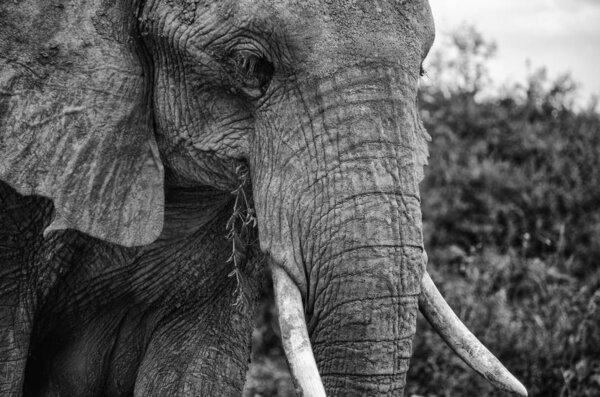 Old african elephant black and white closeup