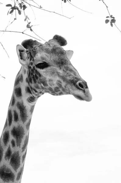 Preto Branco Africana Girafa Closeup — Fotografia de Stock