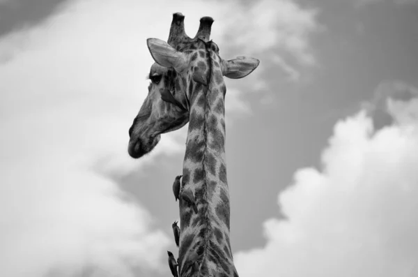 African Giraffe Black White Closeup — Stok fotoğraf