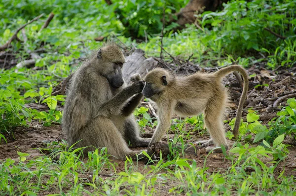 African Baboons Mother Child — ストック写真