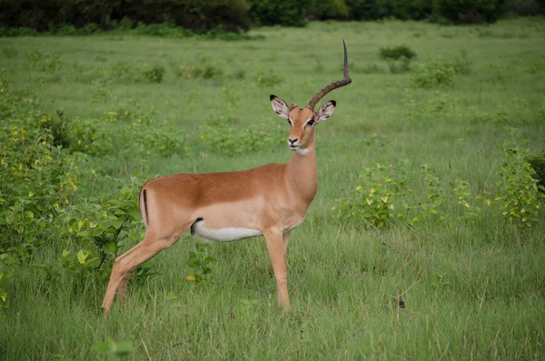 Endangered Impala Damaged Horns Stock Photo