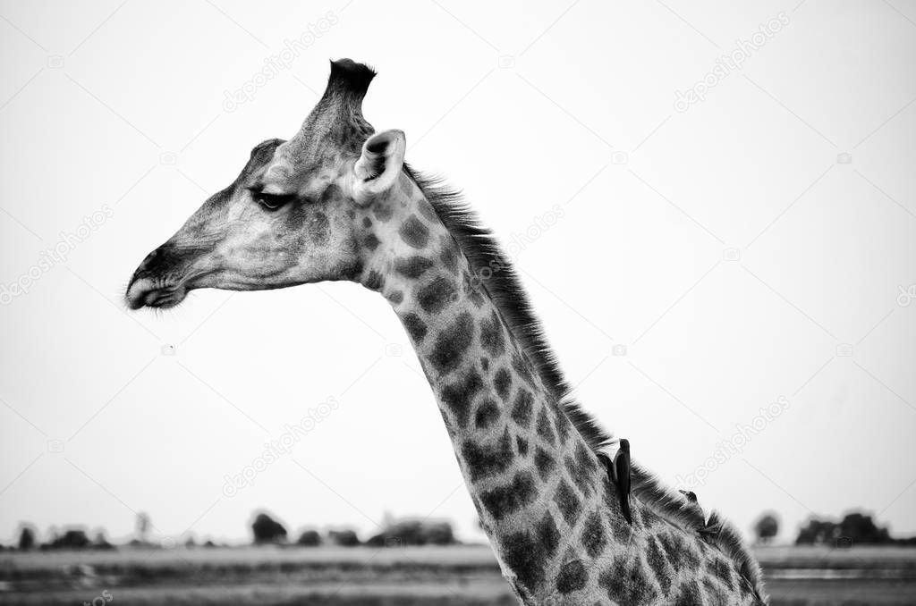 African giraffe black and white portrait