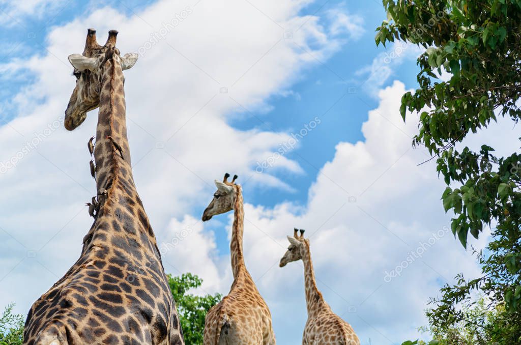 Group of african giraffes