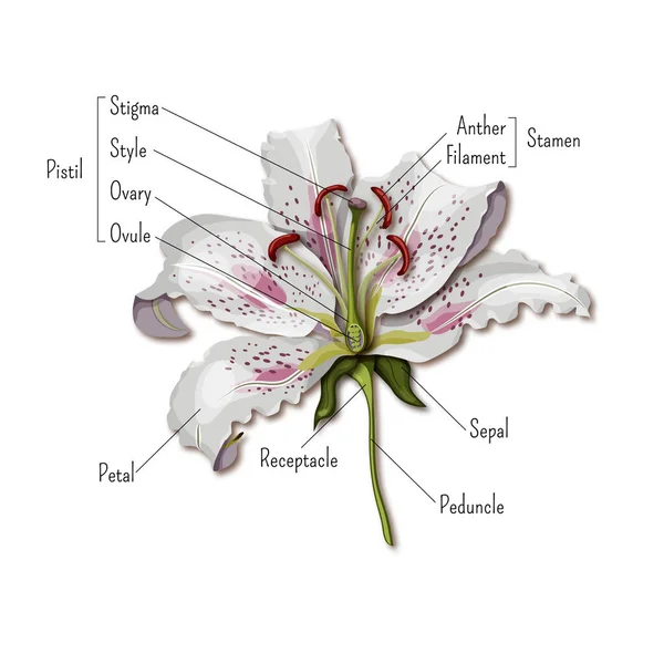 花インフォ グラフィックの部分。ユリの花の解剖学。子供のための科学. — ストックベクタ