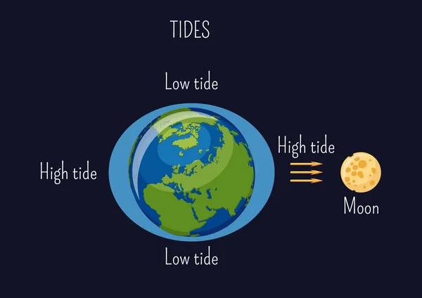 Low and high lunar tides diagram. Effect of Moon gravitational force on seacoast water level. — Stock Vector