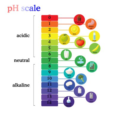 pH scale diagram with corresponding acidic or alkaline values for common substances, food, household chemicals clipart