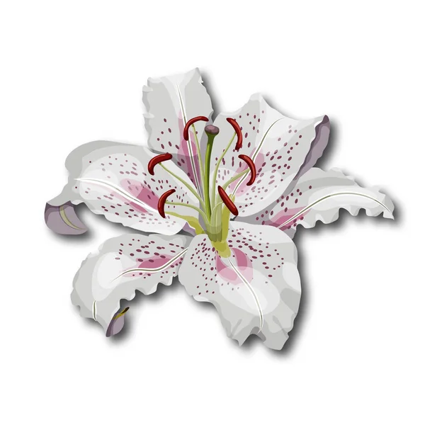 Oriental Κρίνος Λουλούδι Που Απομονώνονται Λευκό Φόντο Καρτούν Εικονογράφηση Φορέα — Διανυσματικό Αρχείο