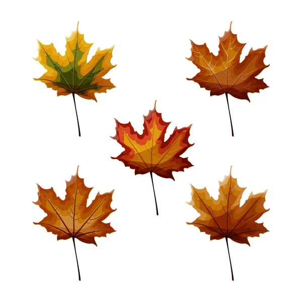 Set of autumn maple laves in different autumnal green, yellow, orange, red, brown colors isolated on white background. — Stock Vector