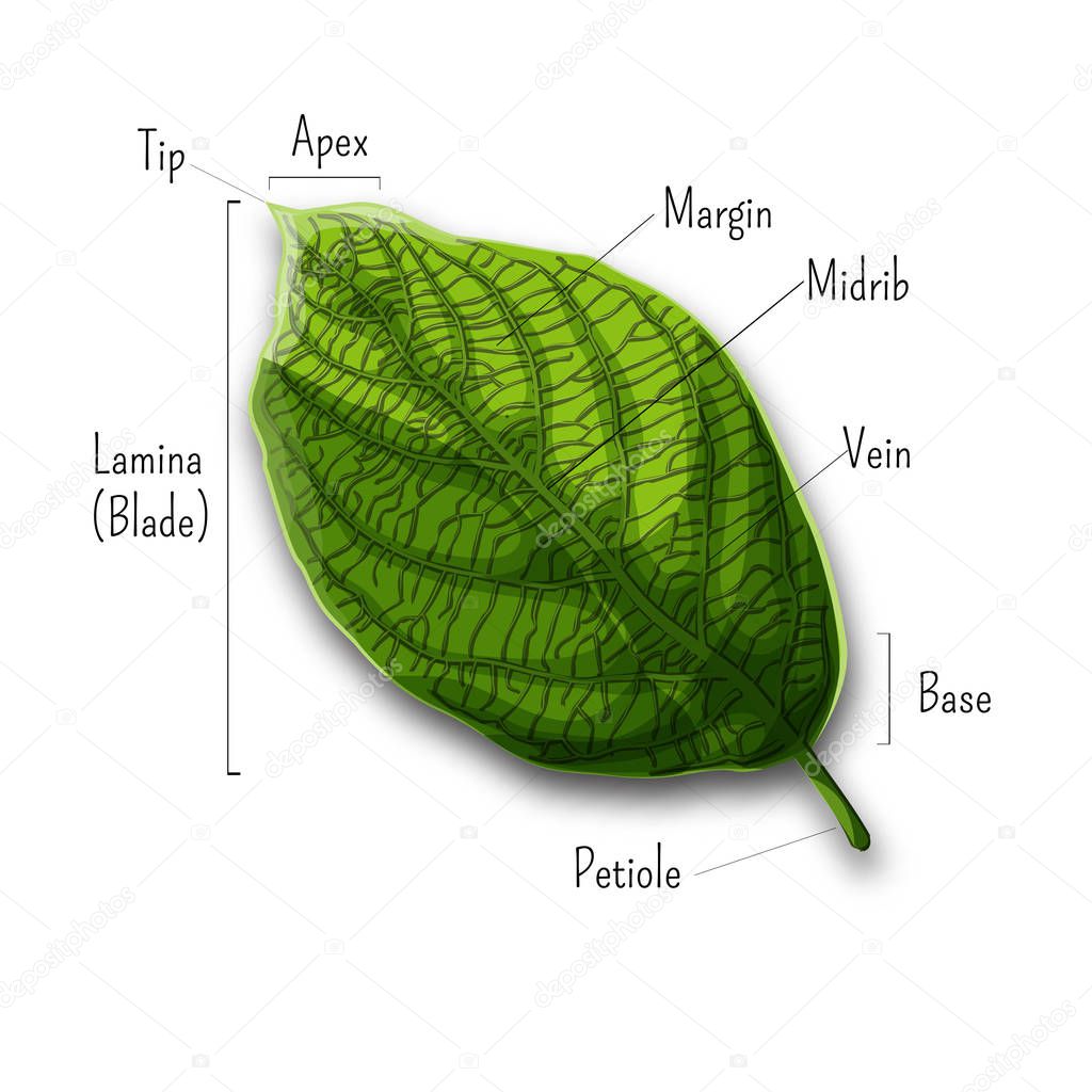 Basic leaf parts, external structure infographics isolated on white background.