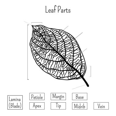 Basic leaf parts worksheet isolated on white background. Plants morphology, education for kids. clipart