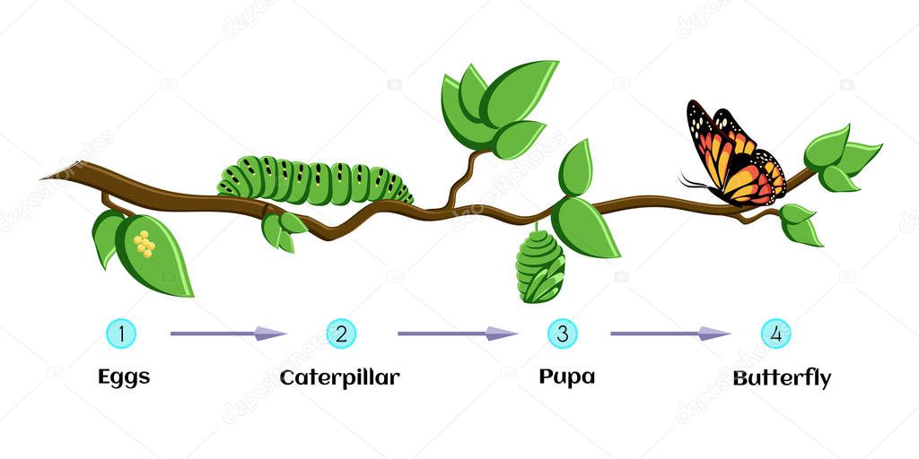 Life cycle of butterfly eggs, caterpillar, pupa, butterfly. Metamorphosis. Educational biology for kids. Cartoon vector illustration in flat style.