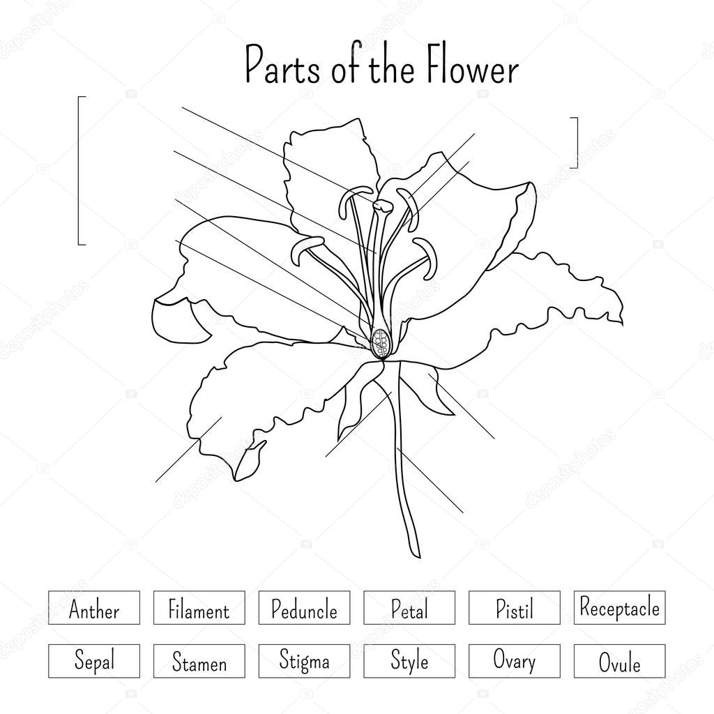 Parts of the flower worksheet in black and white. Lily flower anatomy. Science for kids. Vector illustration.