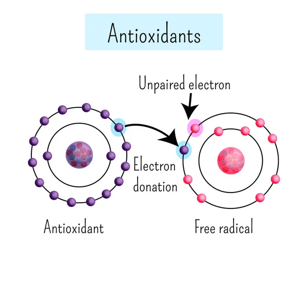 Kemiska Diagrammet Visar Antioxidant Samordnar Elektron Till Fria Radikaler Tecknad — Stock vektor