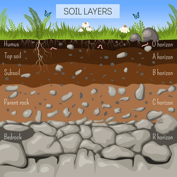 Schéma des couches de sol avec herbe, texture de la terre, pierres, racines des plantes, espèces souterraines . — Image vectorielle