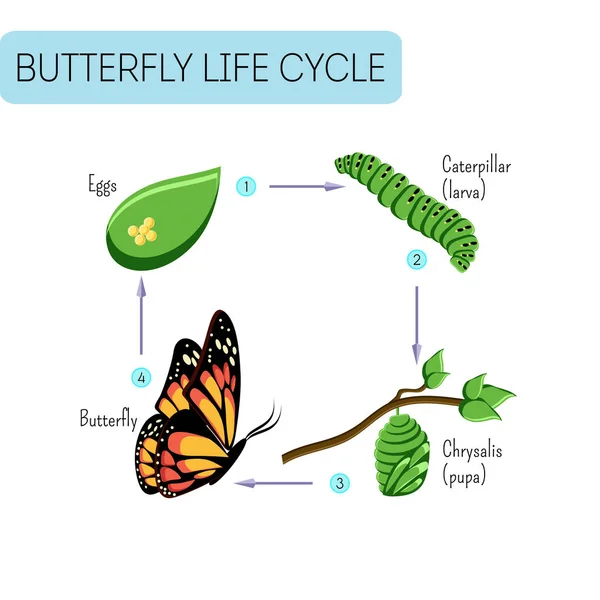 Cycle de vie du papillon . — Image vectorielle