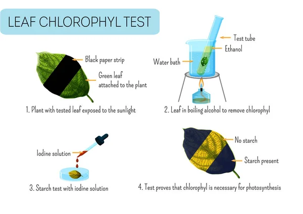 Yaprak klorofil testi. Okul bilimsel deneyi bitkilerde fotosentezi kanıtlıyor. — Stok Vektör