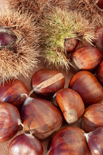 Brown Chestnut Autumn Sunlight Outdoors — Stock Photo, Image