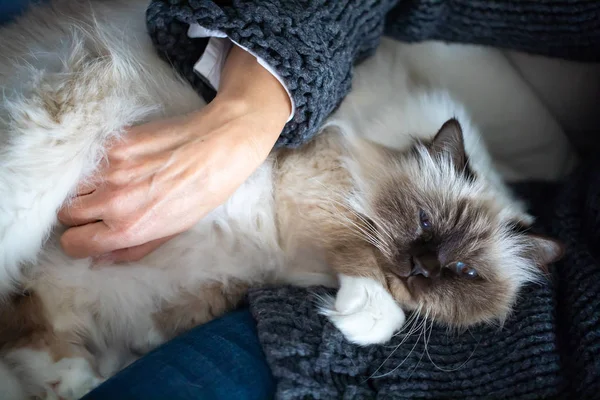 Sacred Birman Cat Relax Manne — Stock Photo, Image