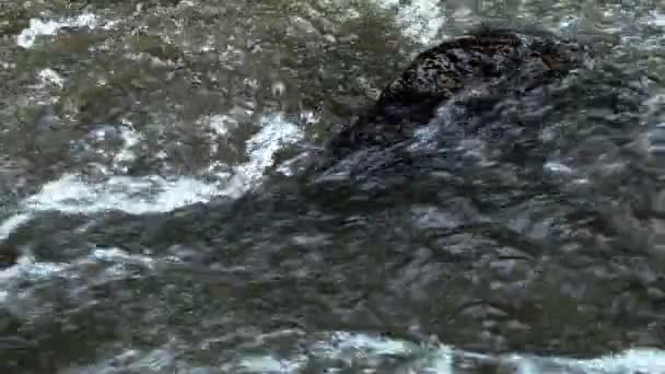 Rivière Montagne Fraîche Propre Qui Coule Entre Les Rochers Ralenti — Video