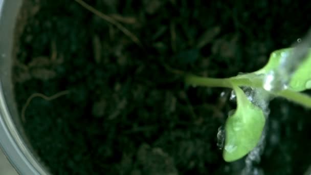 Закрыть Замедленное Движение Воды Вливающейся Растение Через Небольшие Листья Концепция — стоковое видео
