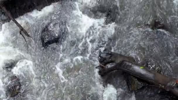 Καθαρό Καθαρό Βουνίσιο Ορμητικό Ποτάμι Που Ρέει Ανάμεσα Βράχους Αργή — Αρχείο Βίντεο