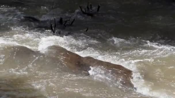 Raging Clean Fresh Mountain River Flowing Rocks Slow Motion Taken — Stock Video