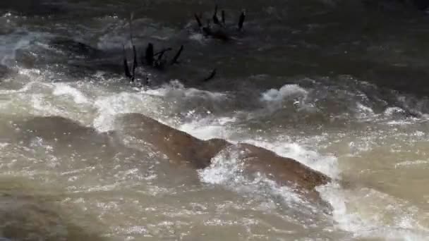 Raging Limpio Río Montaña Fresca Que Fluye Entre Las Rocas — Vídeos de Stock