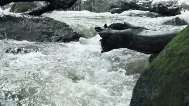 在缓慢运动的岩石之间流动的干净的淡水河流 在多云的日子采取户外 — 图库视频影像