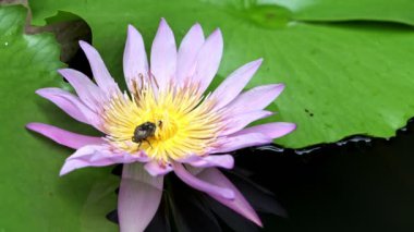 Pembe lotus çiçeği üzerinde hata. Lotus çiçeği fazla arı ile bir havuzda pembe ve bu kaynıyor hata.