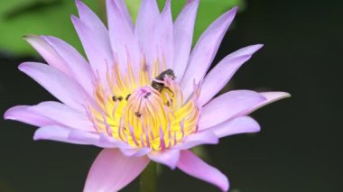 Pembe lotus çiçeği üzerinde hata. Lotus çiçeği fazla arı ile bir havuzda pembe ve bu kaynıyor hata.