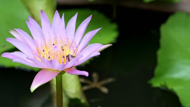 Insetti Sul Fiore Loto Rosa Fiore Loto Rosa Uno Stagno — Video Stock