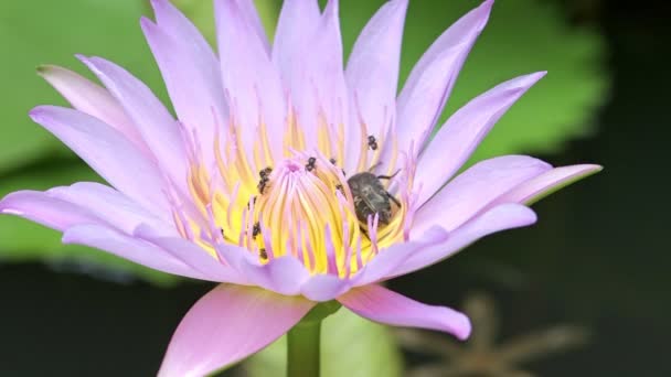 粉红色莲花上的虫子 粉红色的莲花在池塘与许多蜜蜂和虫蜂拥它 — 图库视频影像