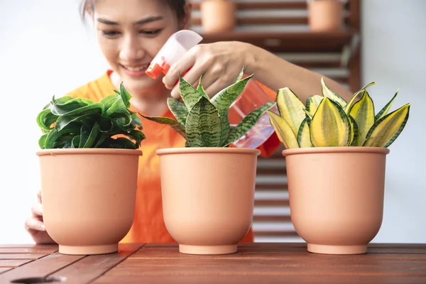 Junge Frau Gießt Pflanze Auf Tisch Asiatische Frau Genießen Bewässerung — Stockfoto
