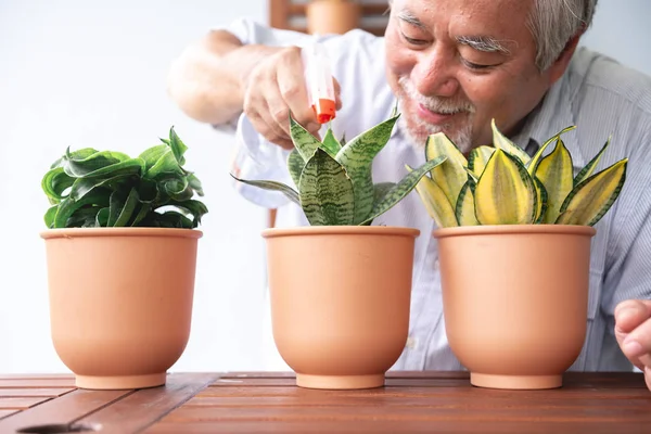 Senior man watering plant in garden on wooden table. Senior asian man watering plants on table. Senior lifestyle family concept.