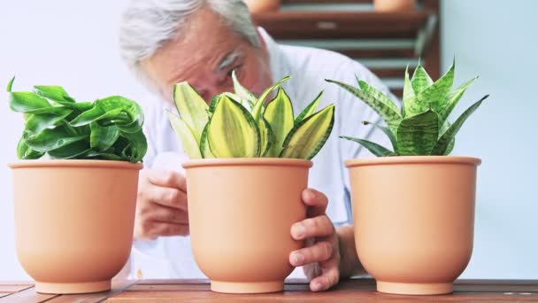 Senior Asian Man Watering Flowers Pots Indoors — Stock Video